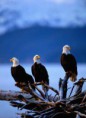 /album/fotogaleria/nido-de-aguila-jpg1/